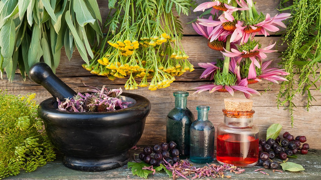 Cultivation of medicinal plants